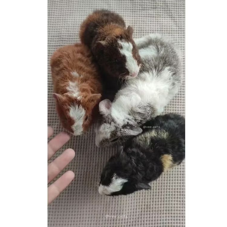 Marmut Teddy - Guinea Pig - Boneka H1dup Jinak Sehat