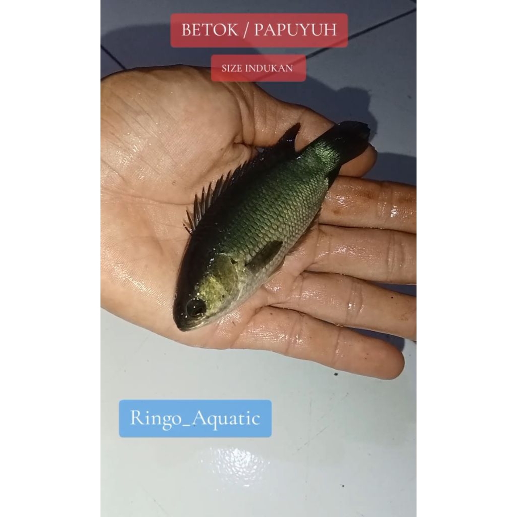 Betok papuyu size indukan hiasan aquasecape