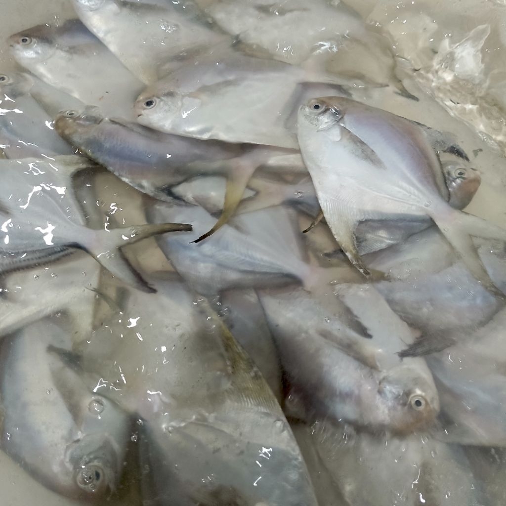 ikan bawal putih