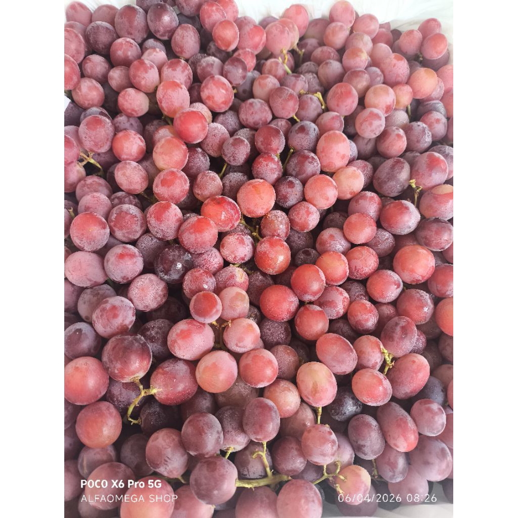 Anggur merah Australia