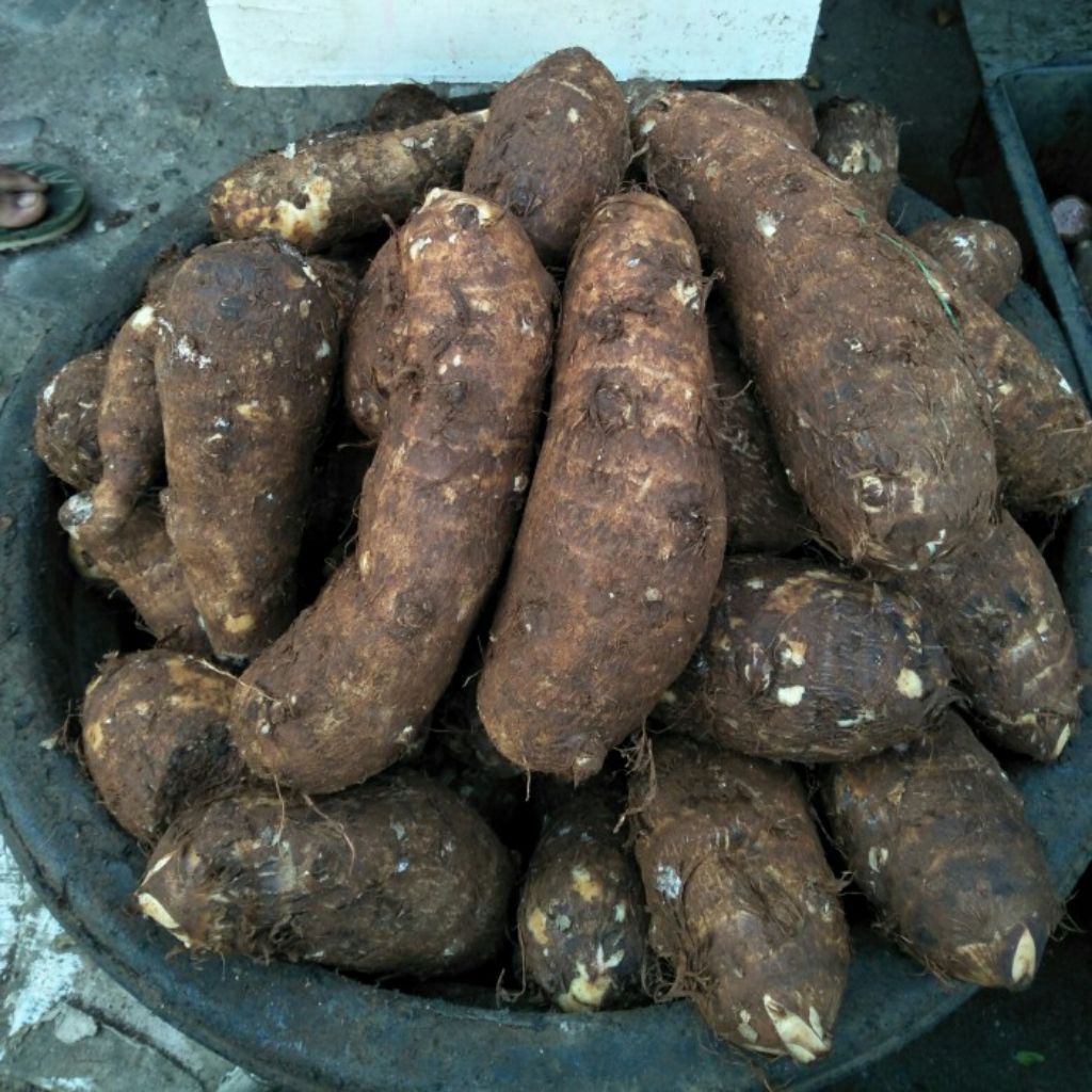 talas jodang per 1 kg