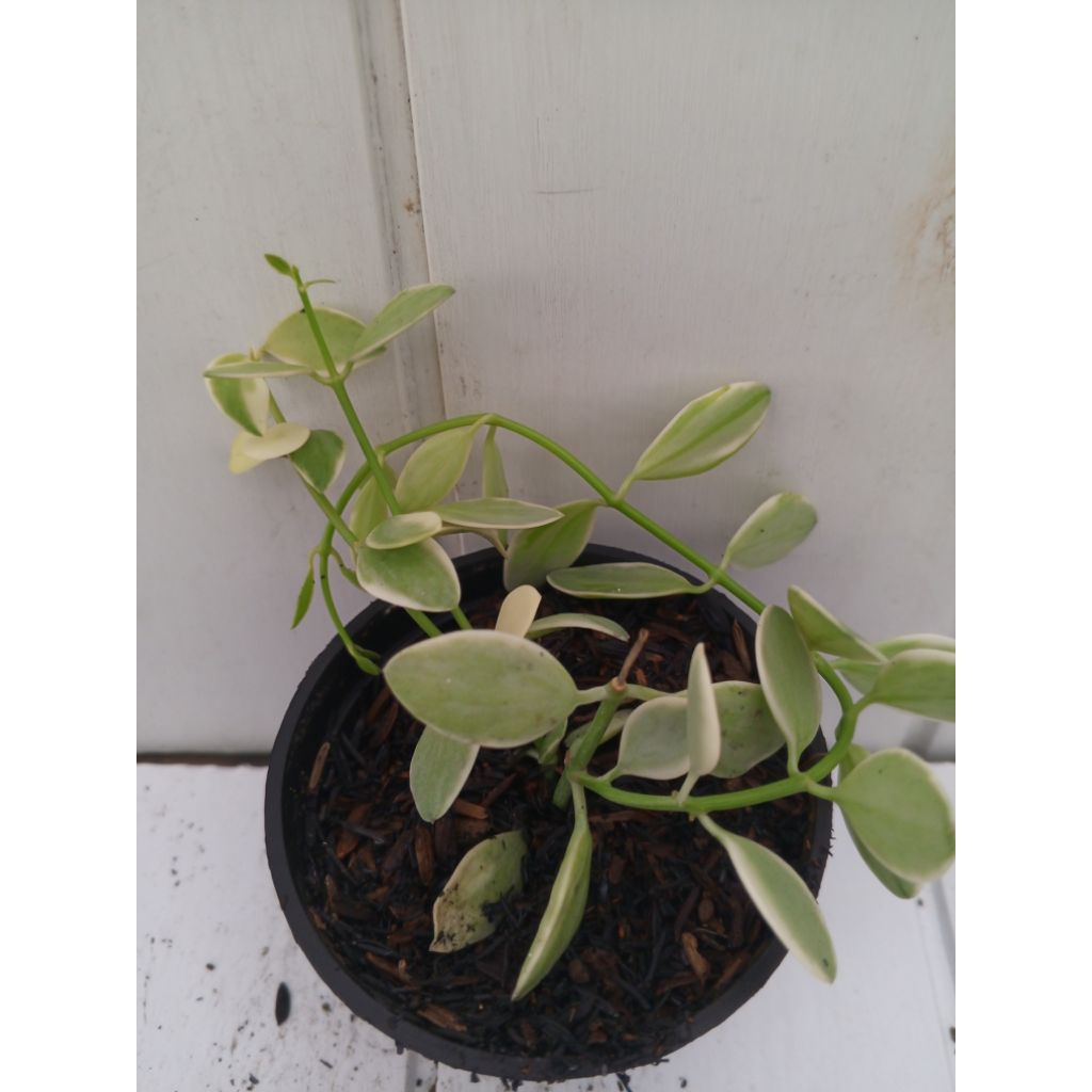 dischidia cascade