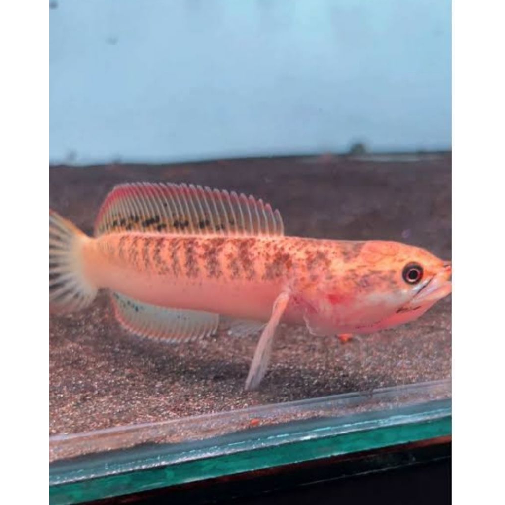 Limbata golden tiger 3/6cm isi 3ekor.