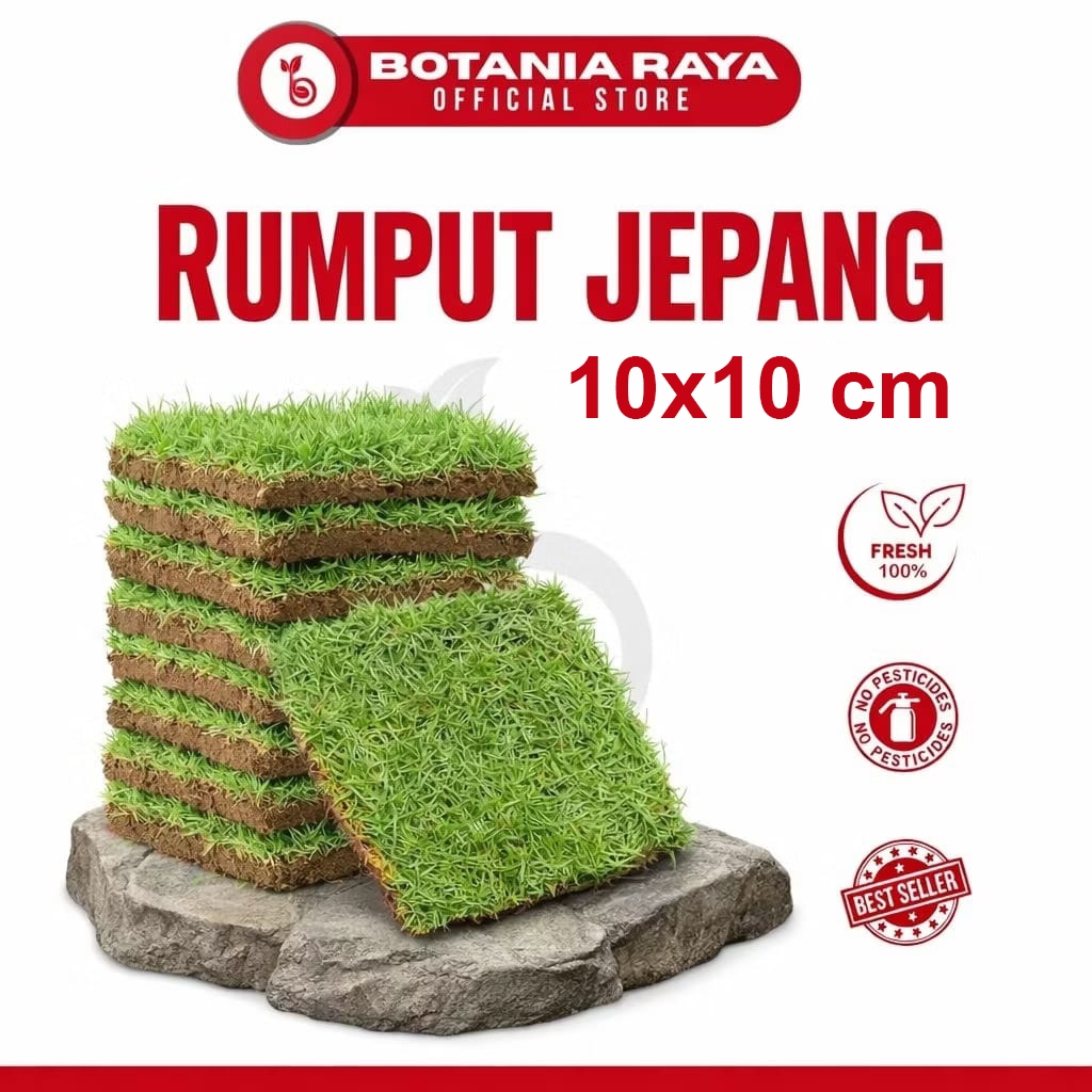 BOTANIA RAYA Rumput Jepang Hidup Ukuran 10x10 cm Mudah Tumbuh / Rumput Jepang Untuk Kuburan / Tanama