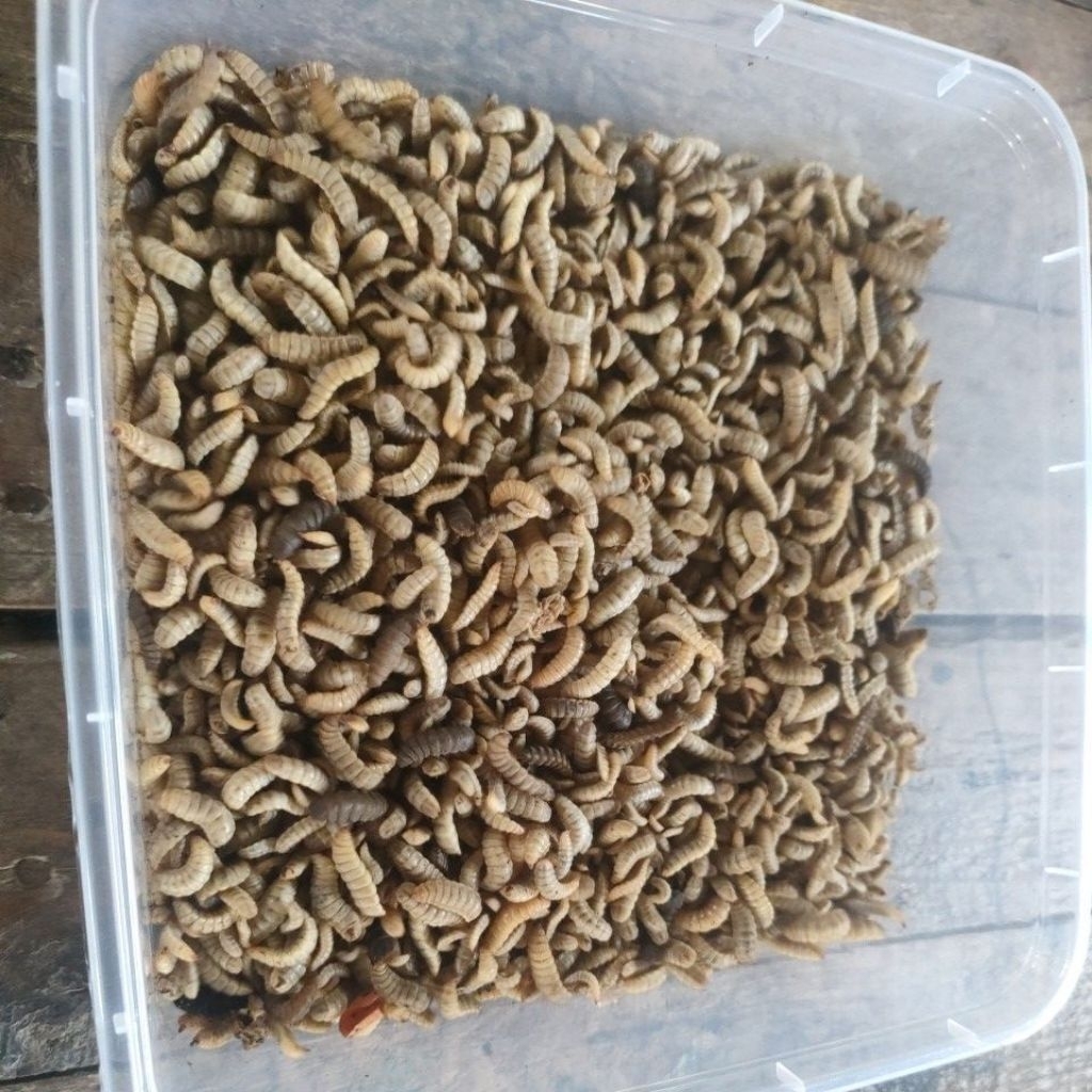 Pakan Hidup Magot BSF Premium – Percepat Pertumbuhan Ternak 100 gram
