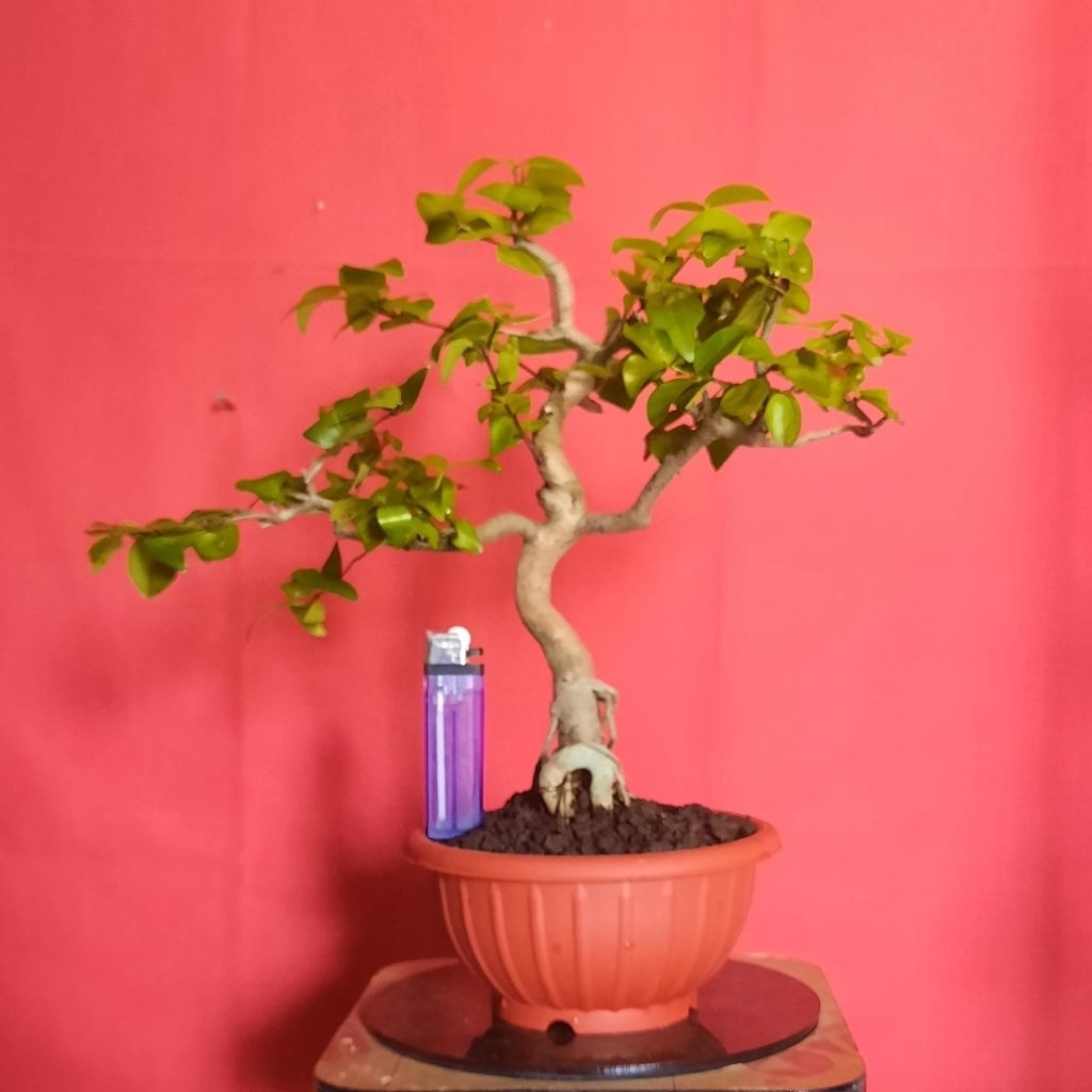 bonsai dewandaru realpict