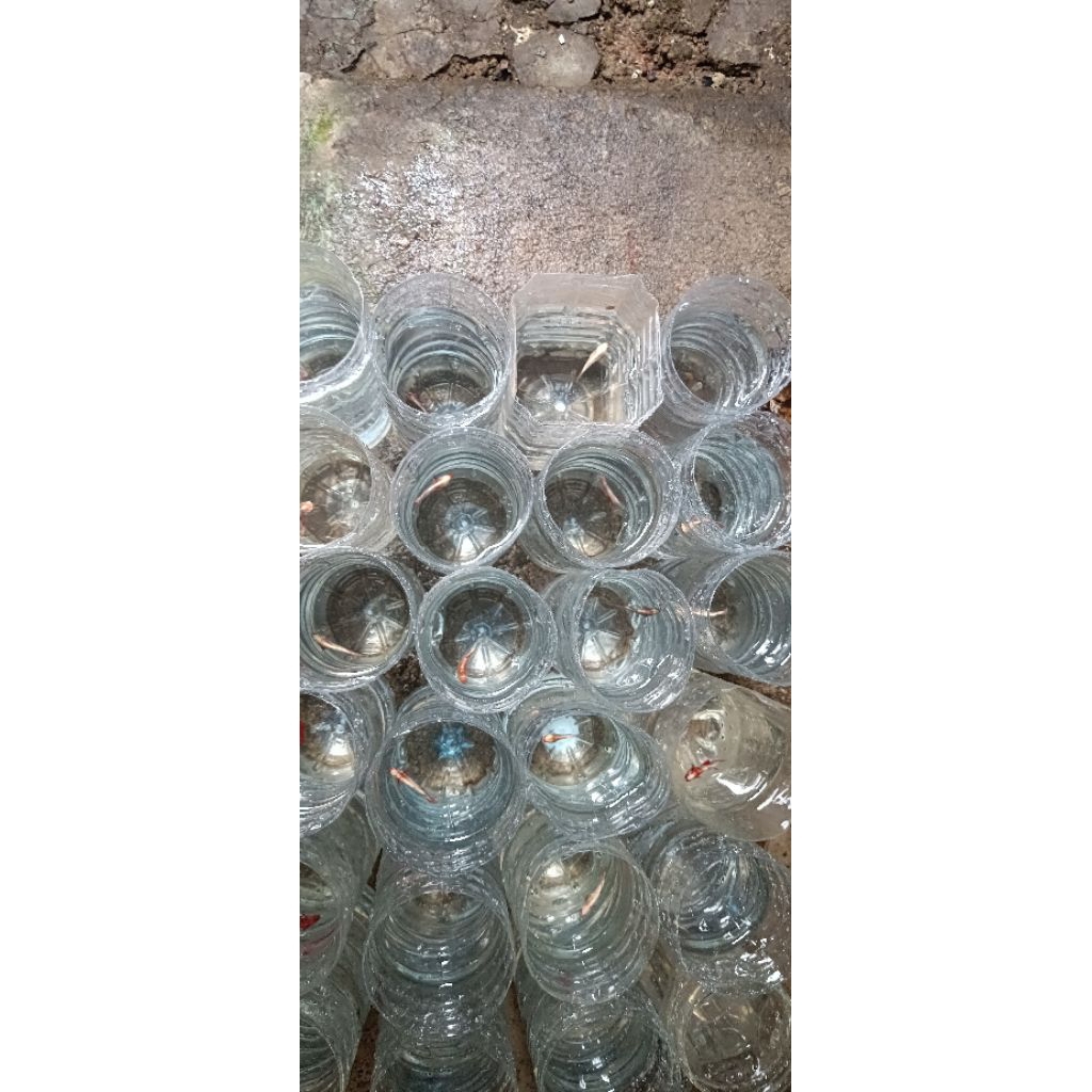 CUPANG RGG BAHAN