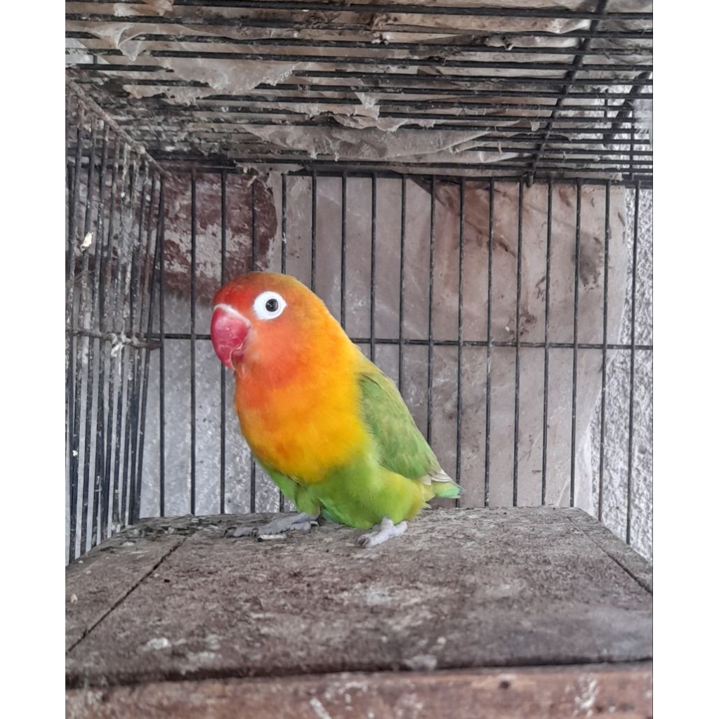 BURUNG LOVEBIRD PASJO BETINA SATUAN "burung sesuai foto dan video"