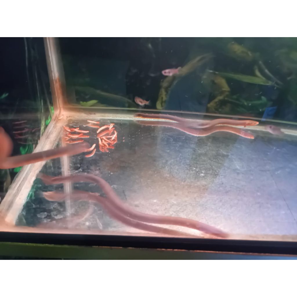 palmas tali ropefish 25 -30cm