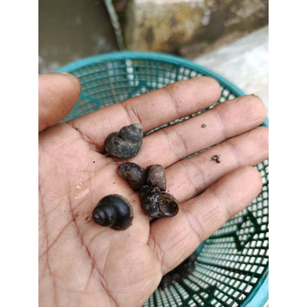 Keong Tutut Pembersih Aquarium