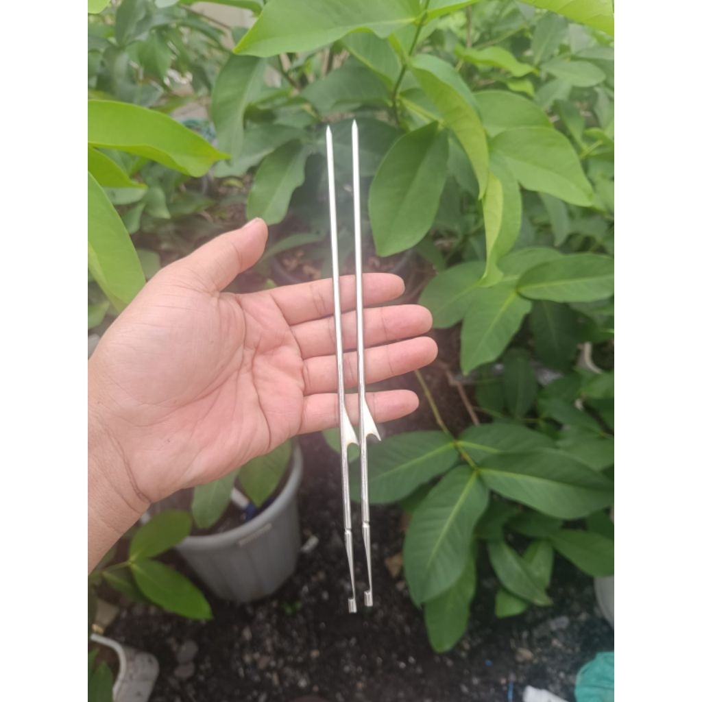 MATA PASER KETAPEL IKAN STANLIEES