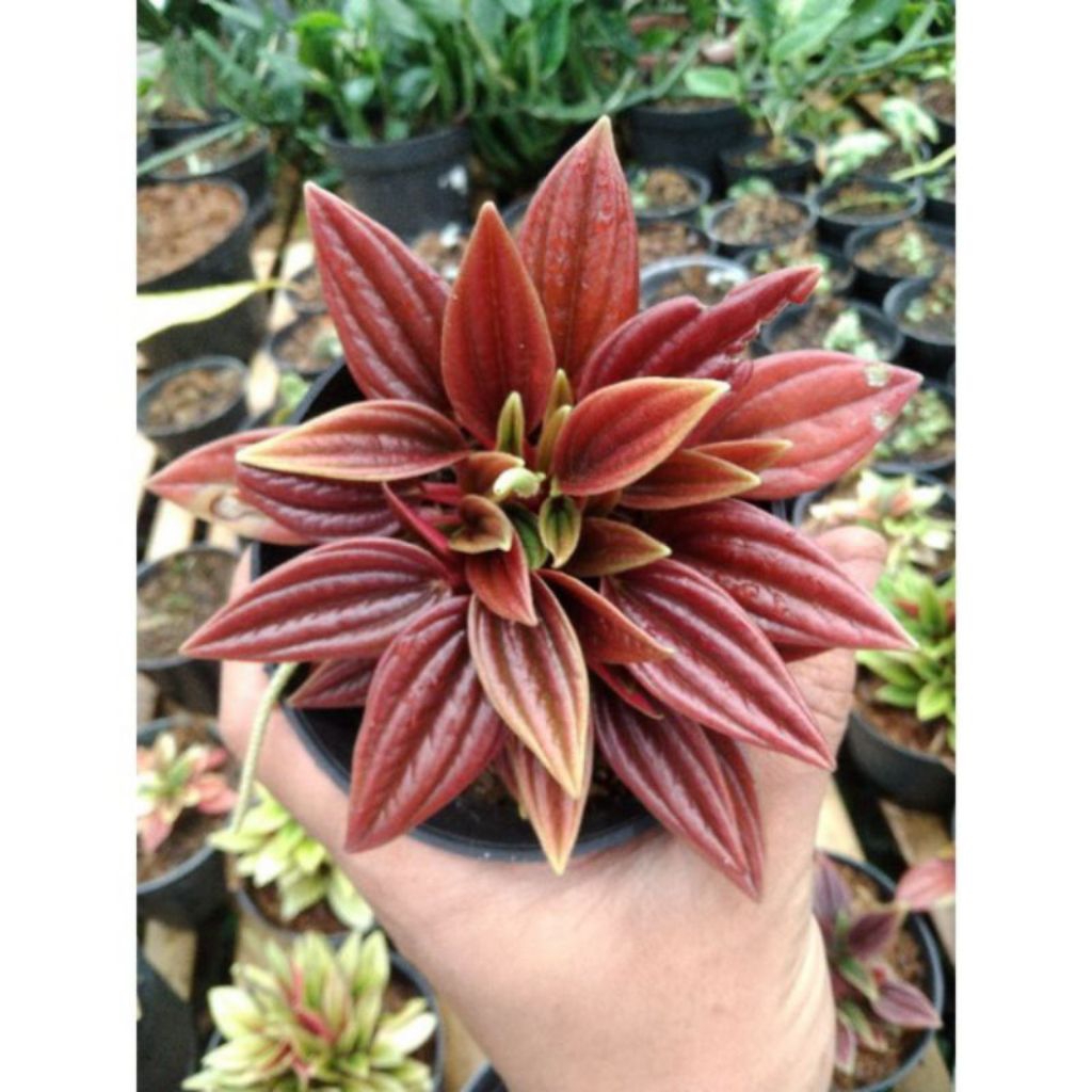 tanaman hias peperomia red roso