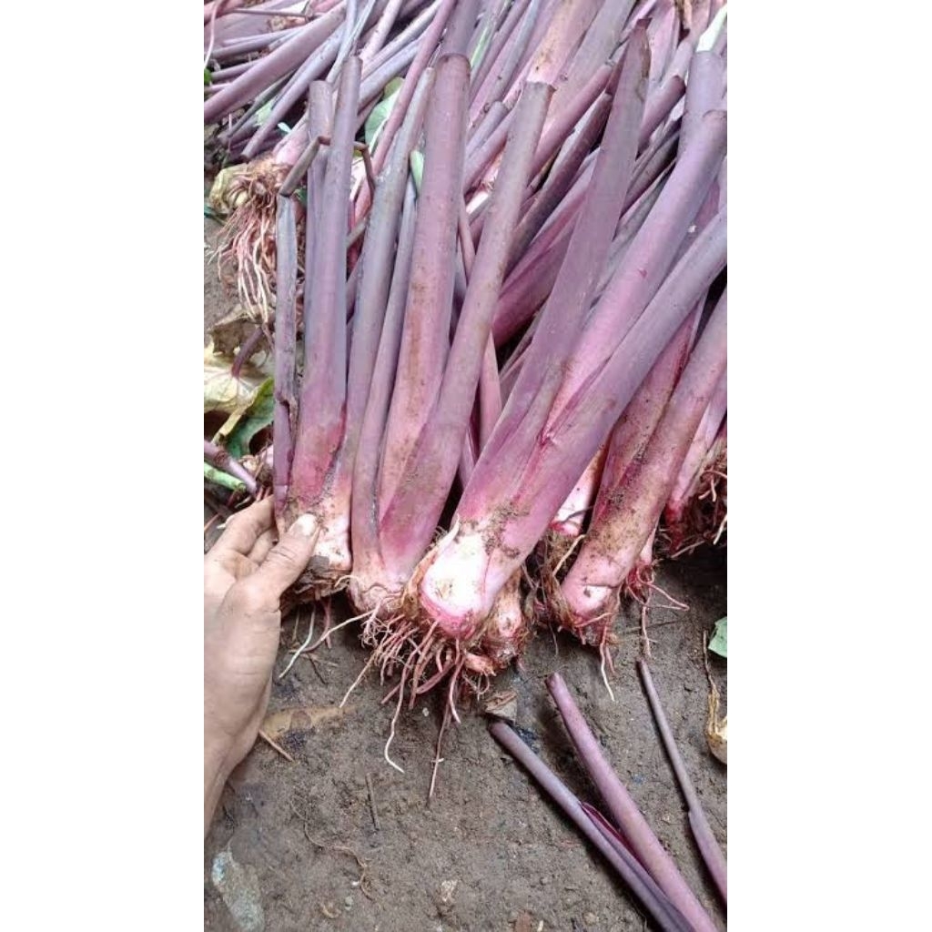 Bibit Talas Pratama 3 Super Asli bibit talas Bogor/talas ungu