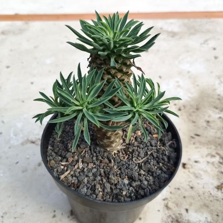 euphorbia sutersu kirin
