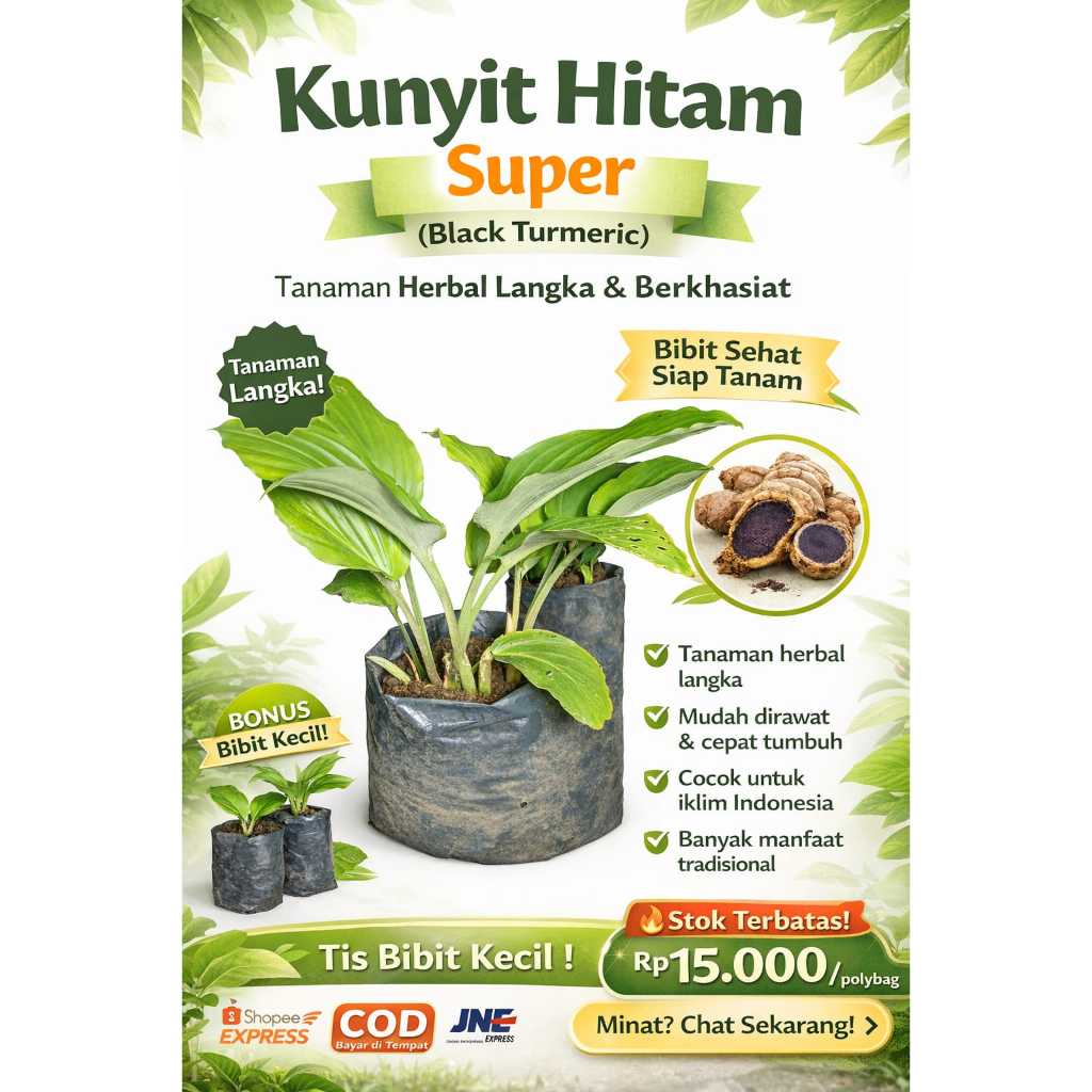 Bibit Kunyit Hitam Asli Siap Tanam | rimpang Herbal Langka Berkualitas | Benih Curcuma Black Turmeri