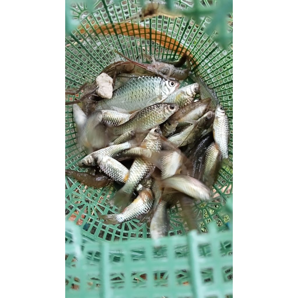 Krumbu Jebakan Ikan Disungai
