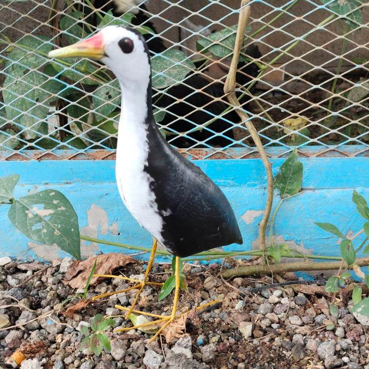 Jontrot Pemikat Burung Ruak-Ruak / Patung Kareo padi