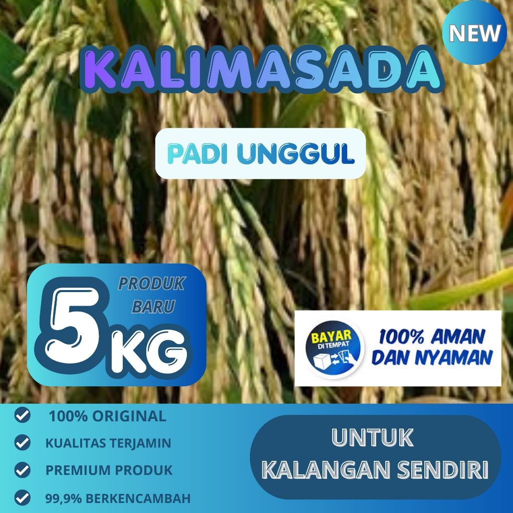 Biji Padi Unggul KALIMASADA Kemasan 5KG