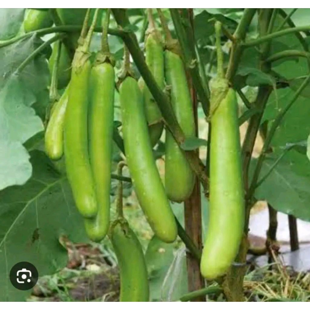 Bibit terong siap tanam unggulan terong hijau