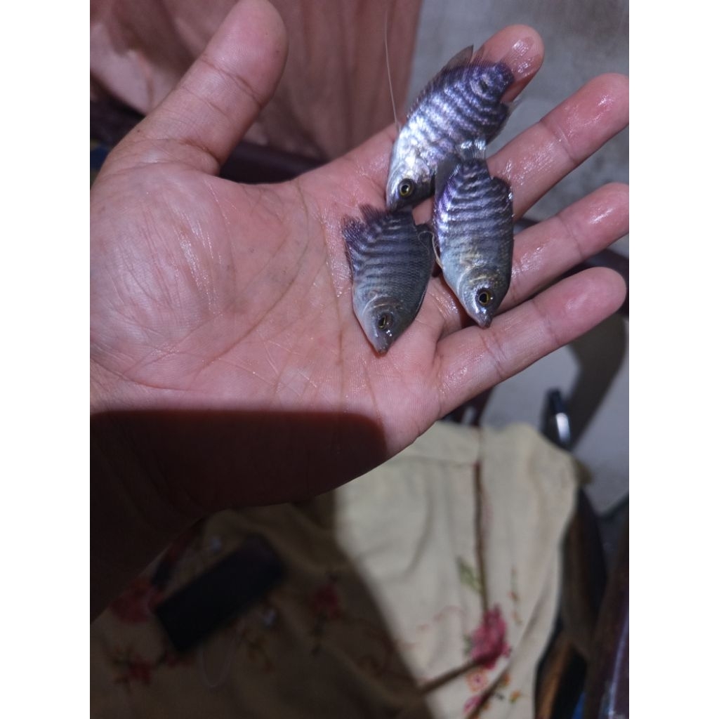 bibit gurame soang(khusus pengiriman instan cod)harga paketan eceran.