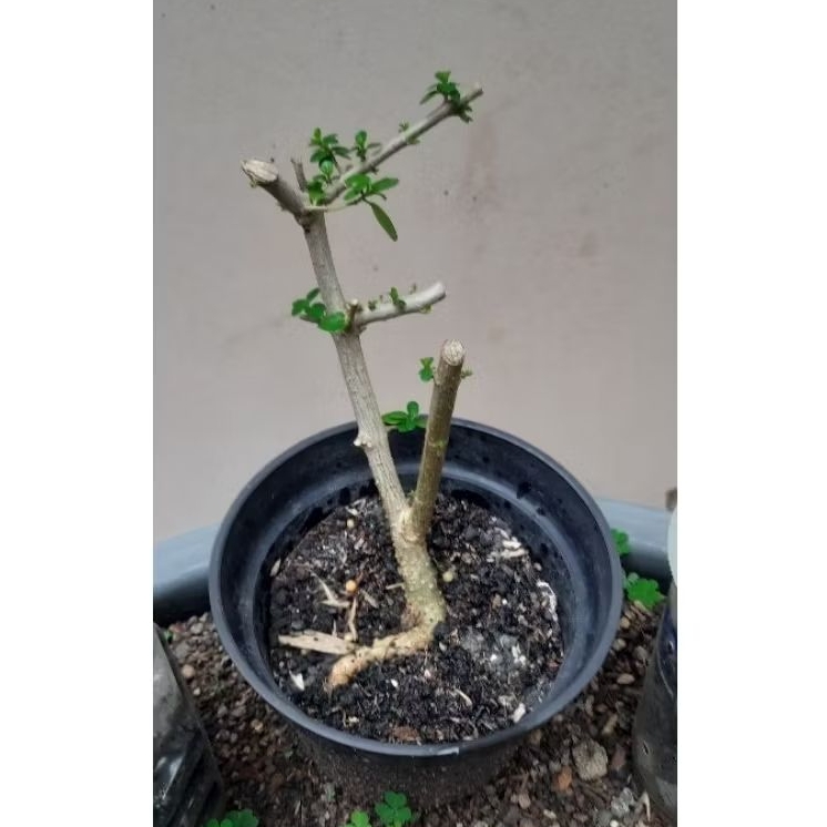Bibit Bahan Bonsai Sancang Hidup