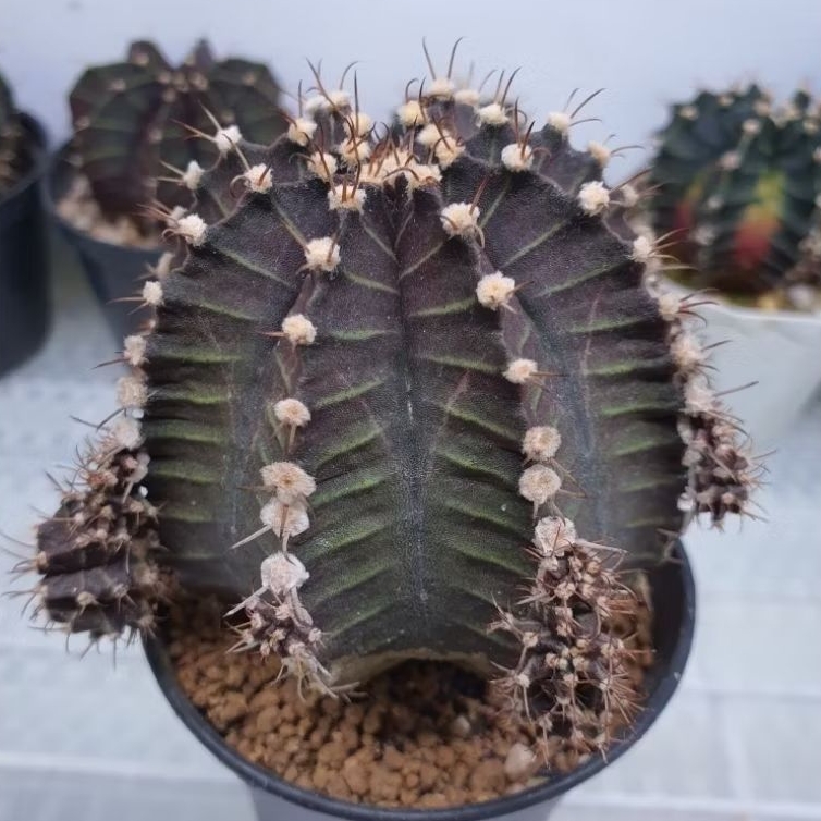 Kaktus Gymno indukan corak bagus (Gymnocalycium mihanovichii)