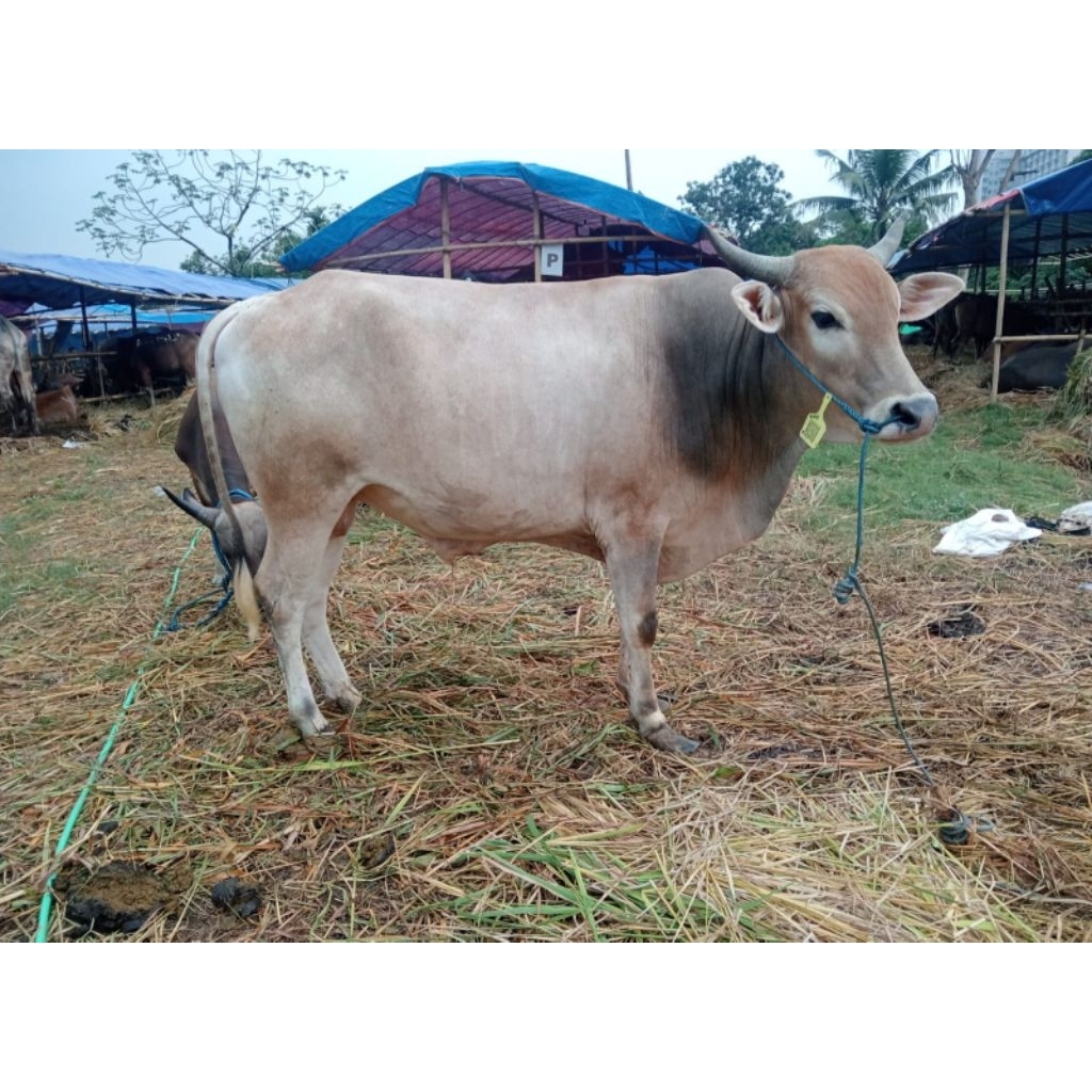 Sapi Kurban hidup termurah bobot 210-225kg Rp.15.500.000