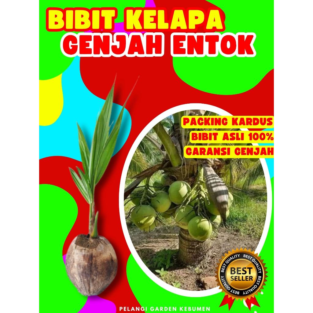 TERPERCAYA  Bibit Kelapa Genjah Entok Asli, Bibit Kelapa Genjah Entok Super