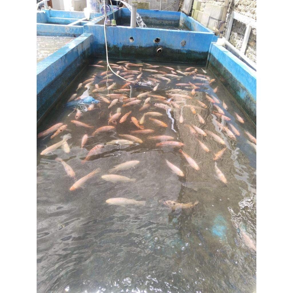 ikan nila merah hidup 1kg