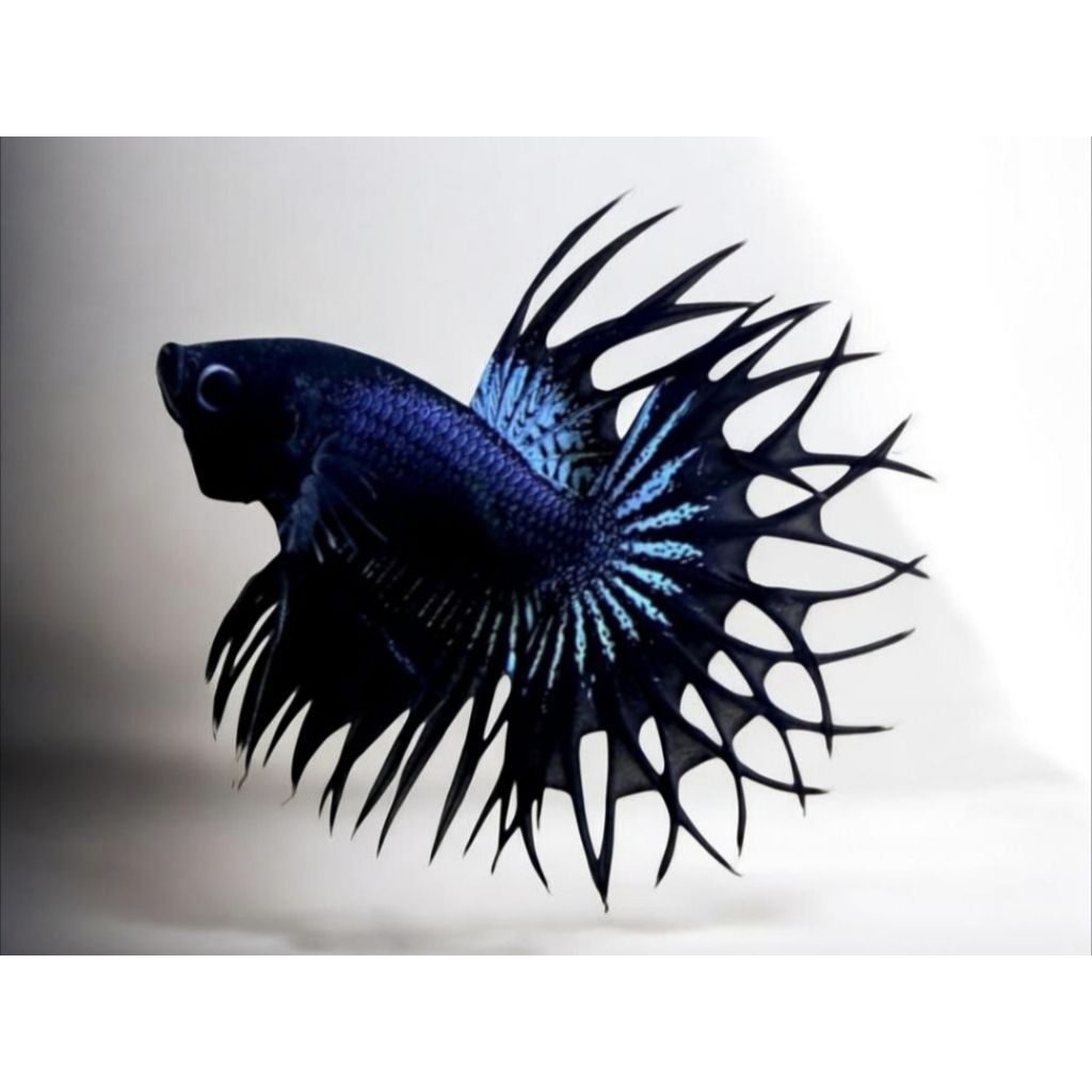 CT BLACK ORCHID + CROWNTAIL BLACK ORCHID GRADE A