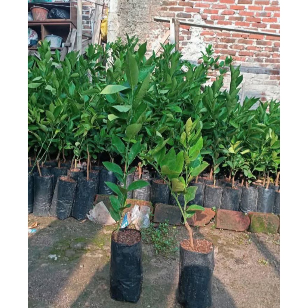 bibit lemon California