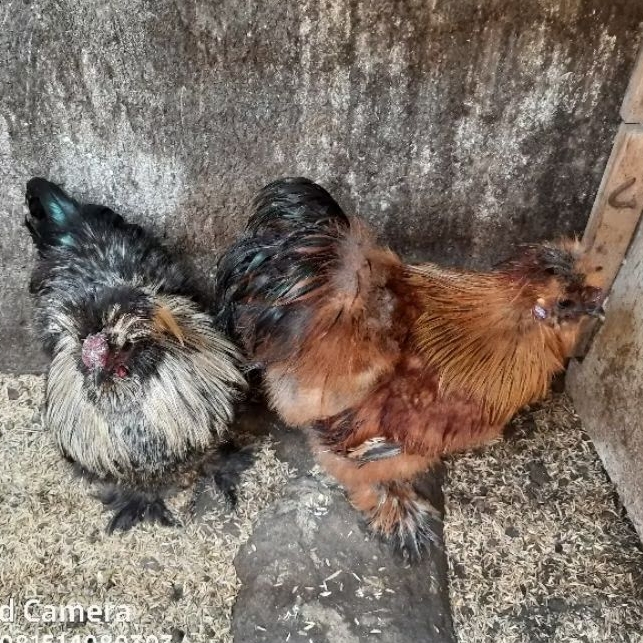 ayam hias american silky silkie dewasa