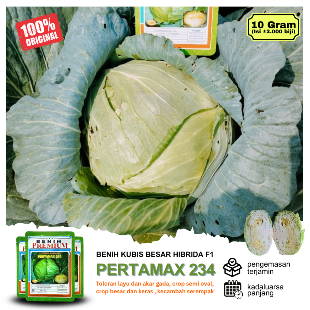 (100% ORI) Benih Kubis Jumbo Pertamax 234 (Pertumbuhan Maksimal) kemasan 10 gram | Setipe Green Nova