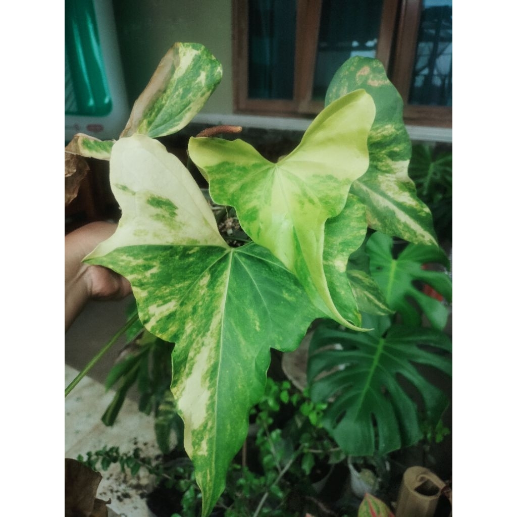Anthurium Pterodactyl Variegata