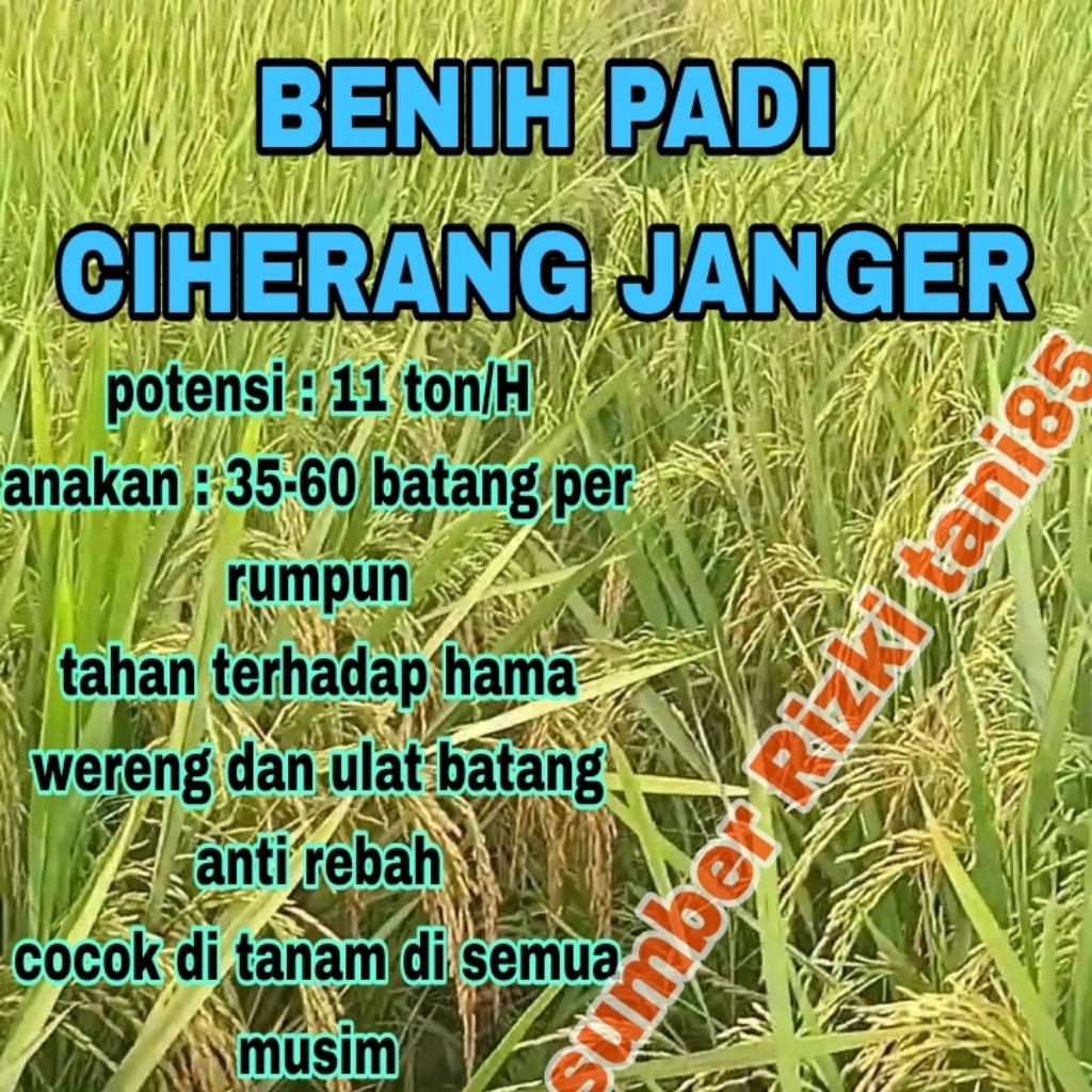 5kg Benih Padi Ciherang janger potensi 11 ton / H