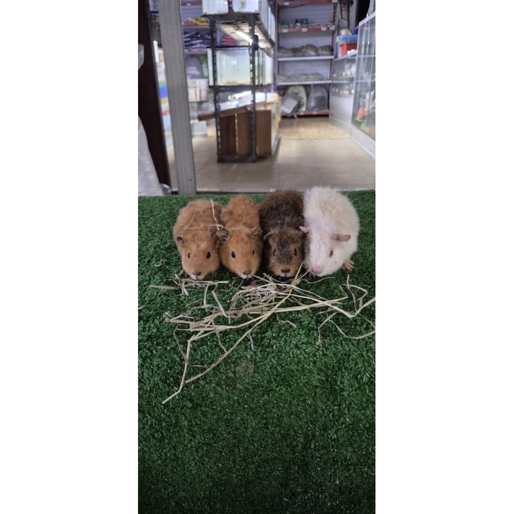 guinea pig jenis teddy adalah marmut yg memiliki bulu yang keriting/berintik berbeda dari jenis marm