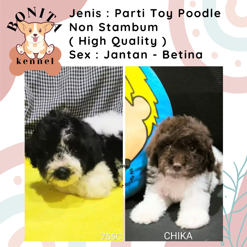 Parti Toy Poodle Non Stambum Anjing Poodle Jantan Betina Particolor