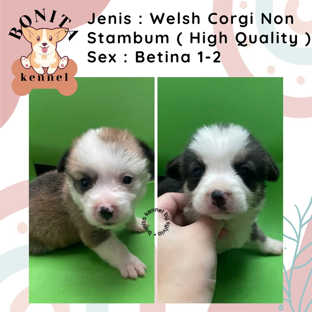 Welsh Corgi Non Stambum Jantan Betina Anak Anjing Corgi