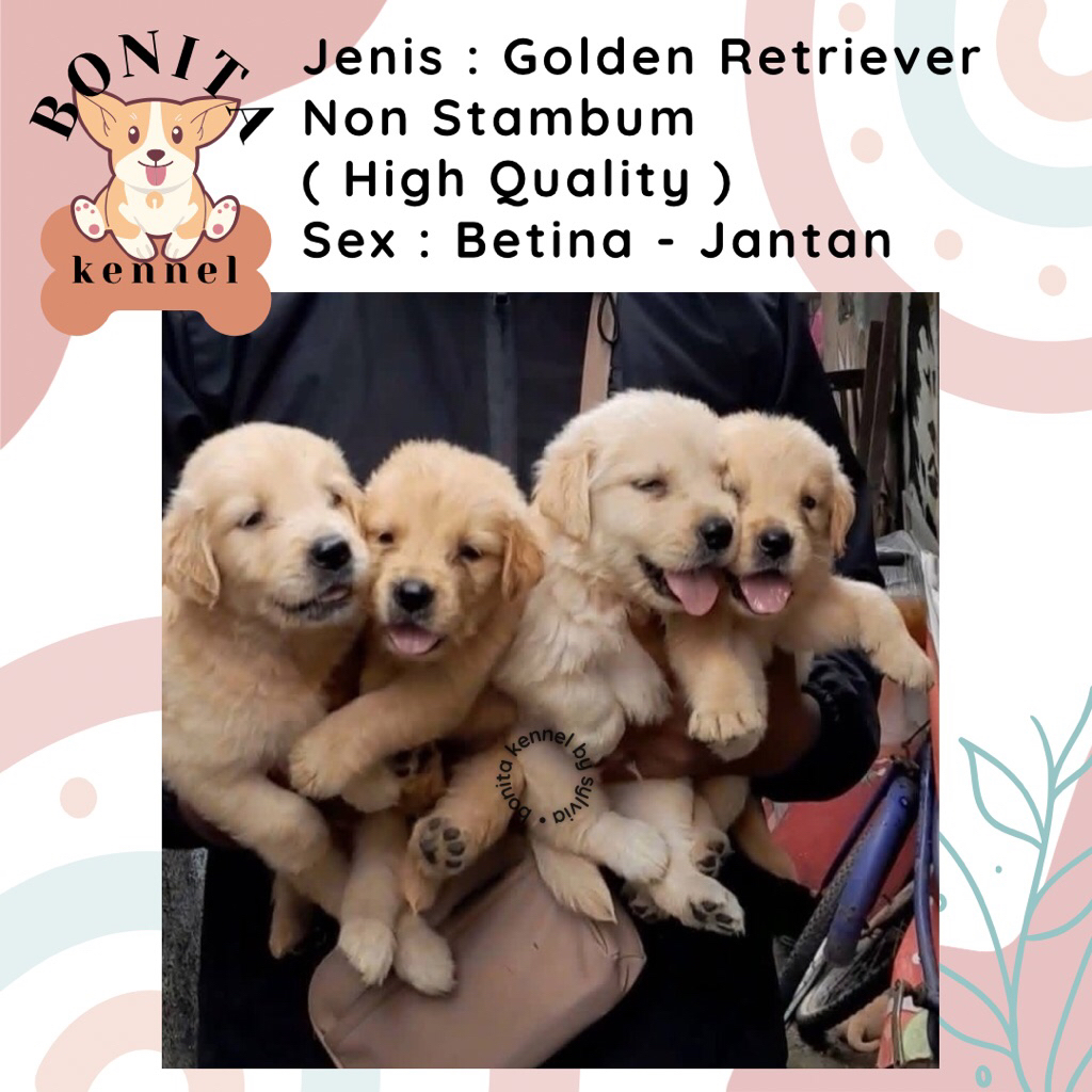 Golden Retriever Non Stambum Anak Anjing Golden Jantan Betina Big Bone