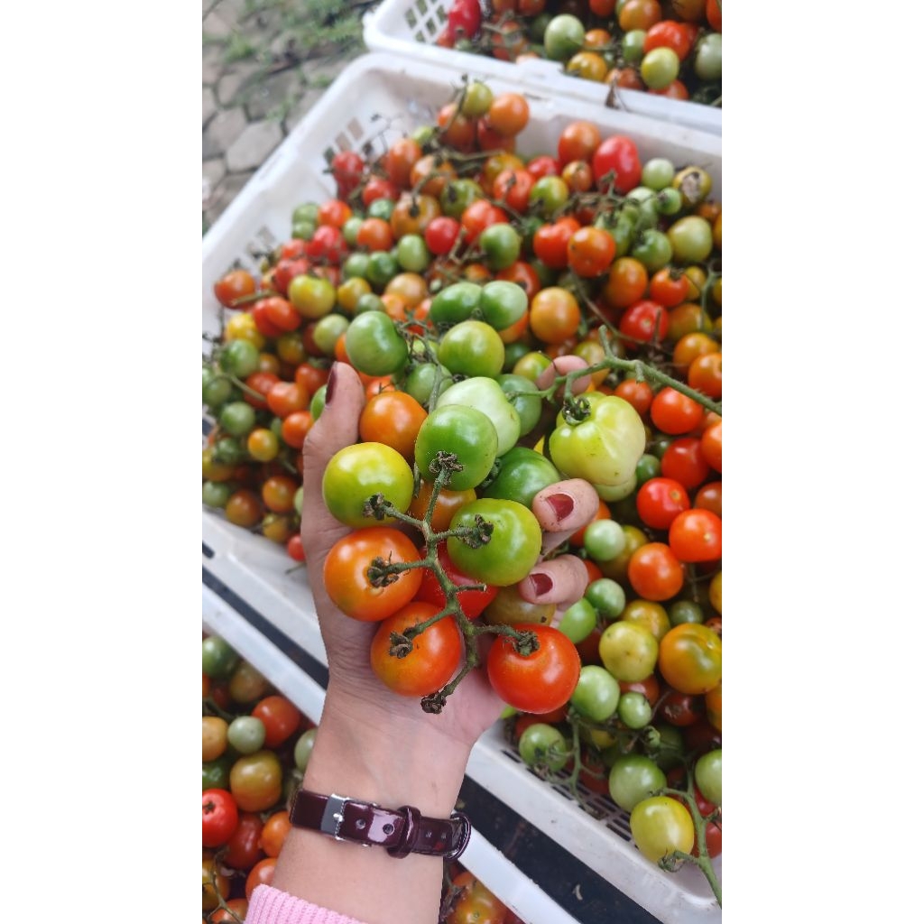 Tomat Rampai Fresh