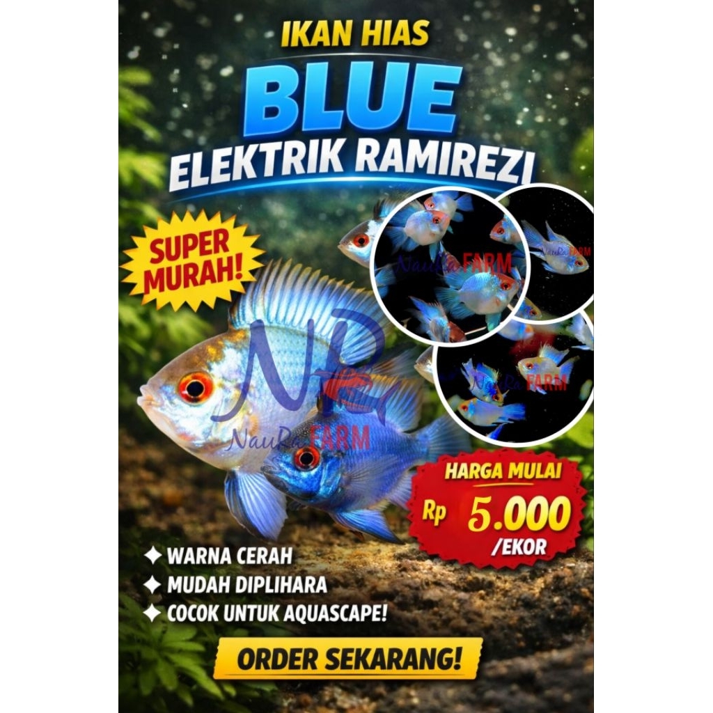 Blue Elektrik / Ramirezi Ballon - Ikan Hiasan Aquascape Aquarium