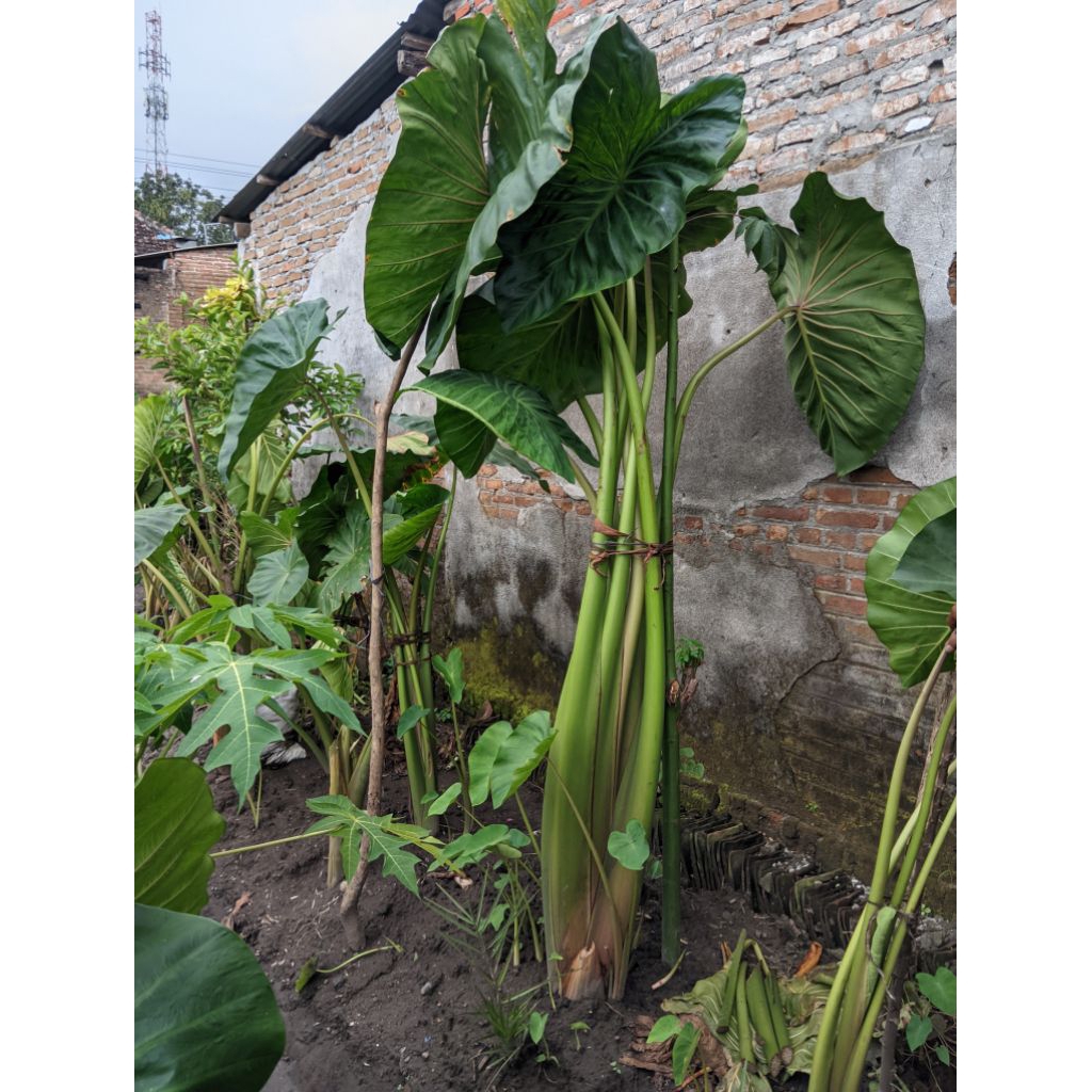 Bibit Talas Taiwan asli Jumbo