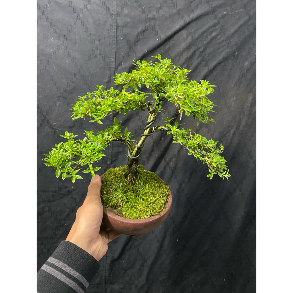 Bonsai Melati Jepang Ukuran Besar