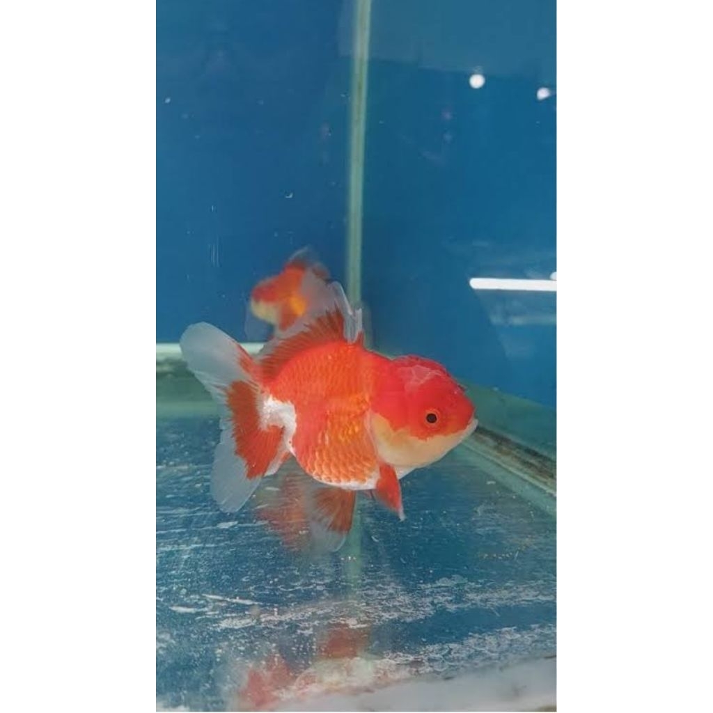 IKAN KOKI ORLANDA JAMBUL SIZE S