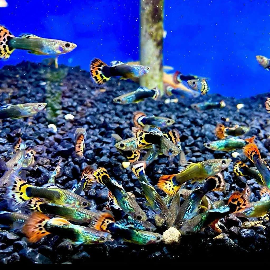 Guppy cobra dragon mozaik isi 20pcs mix campur jantan betina hiasan aquarium aquascape