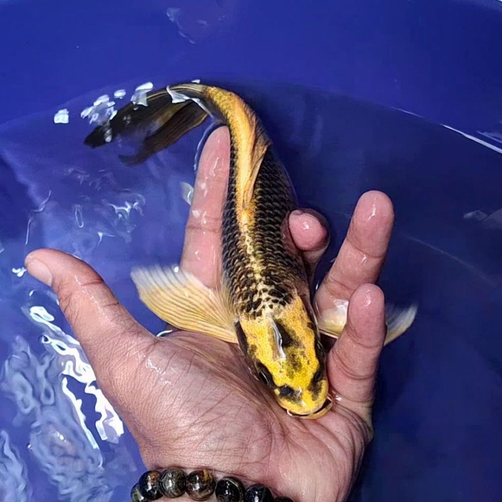 Ikan Koi Blitar Jenis Kumpay Slayer / Rumah Koi Jakarta / kode 0011