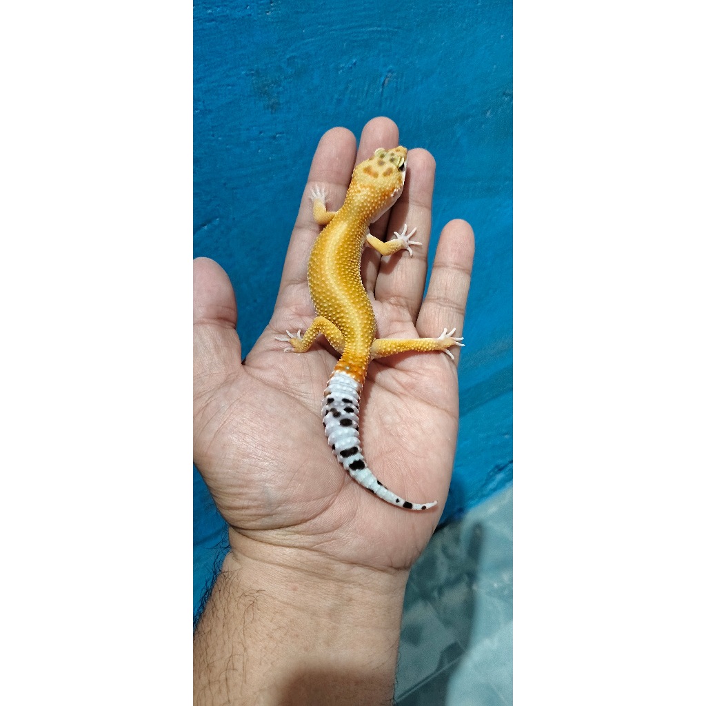 Mainan Leopard Gecko Emerine Red Stripe