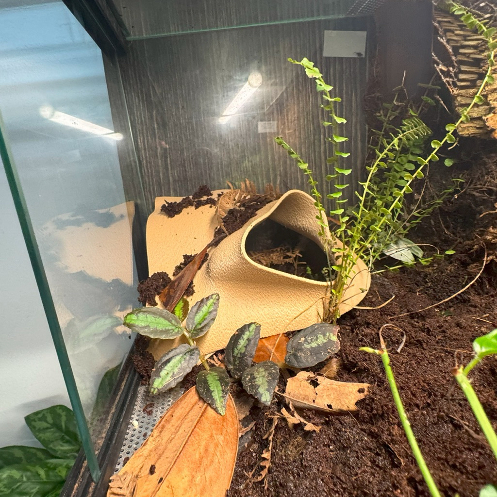 terrarium corner cave  small rumah reptil