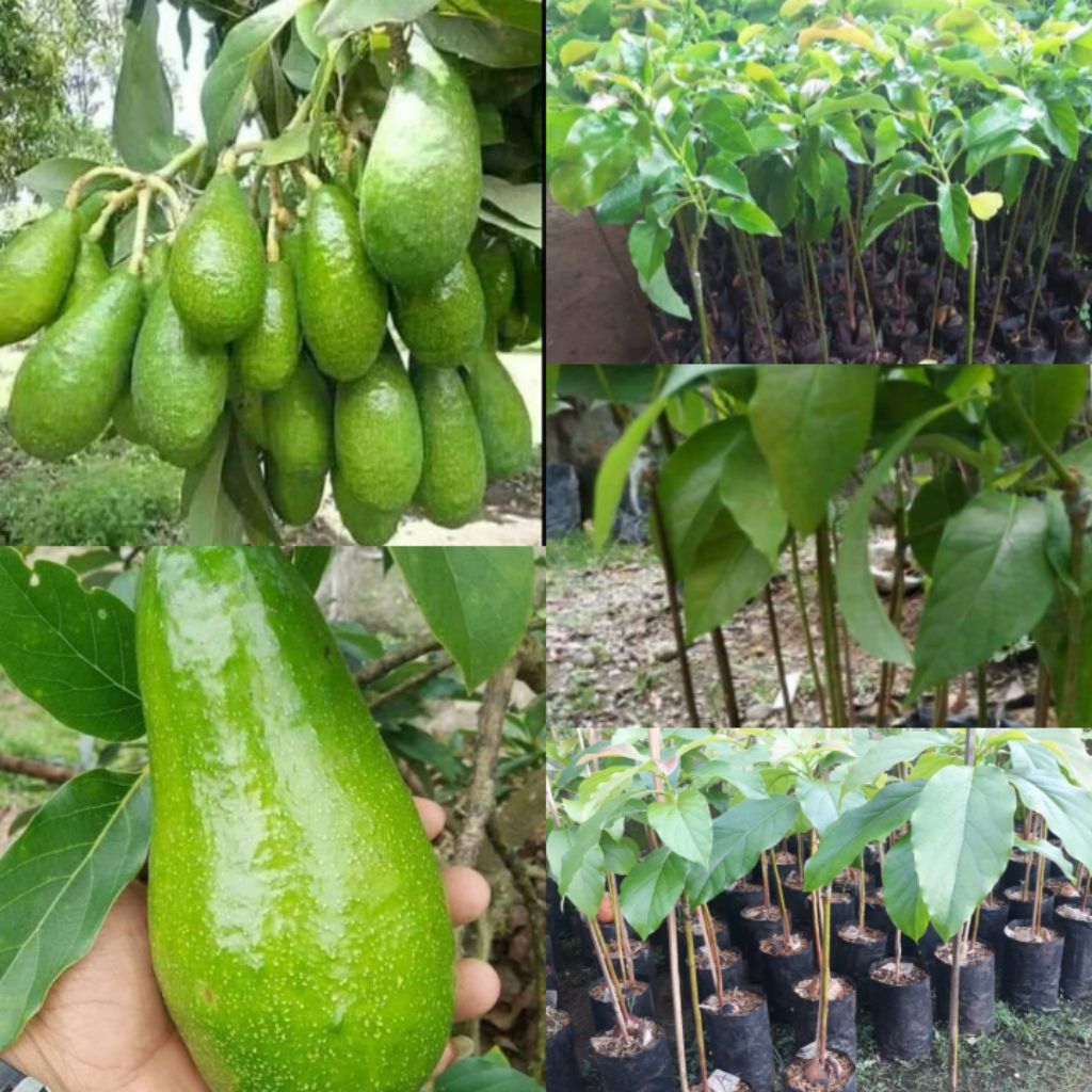 bibit alpukat aligator hasil okulasi sehingga cepat berbuah