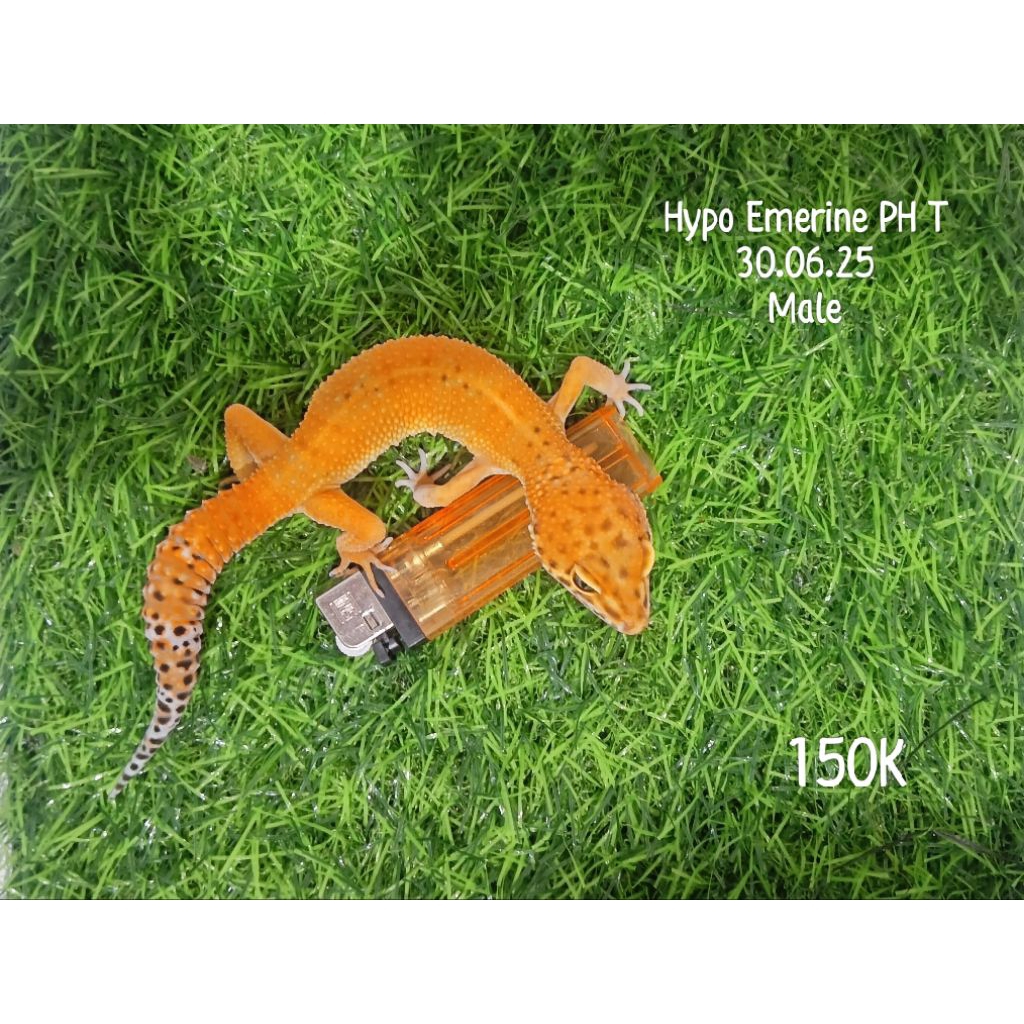 Mainan Tokek Gecko